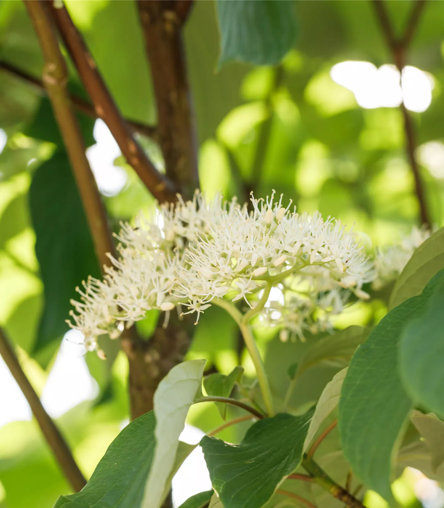 Cornus alternifolia - Collection