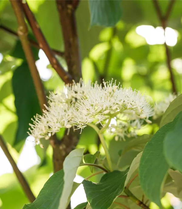 Cornus alternifolia - Collection