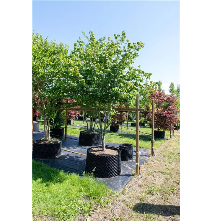 Jap.Blumen Hartriegel 'China Girl' - Cornus kousa chinensis 'China Girl' - Collection