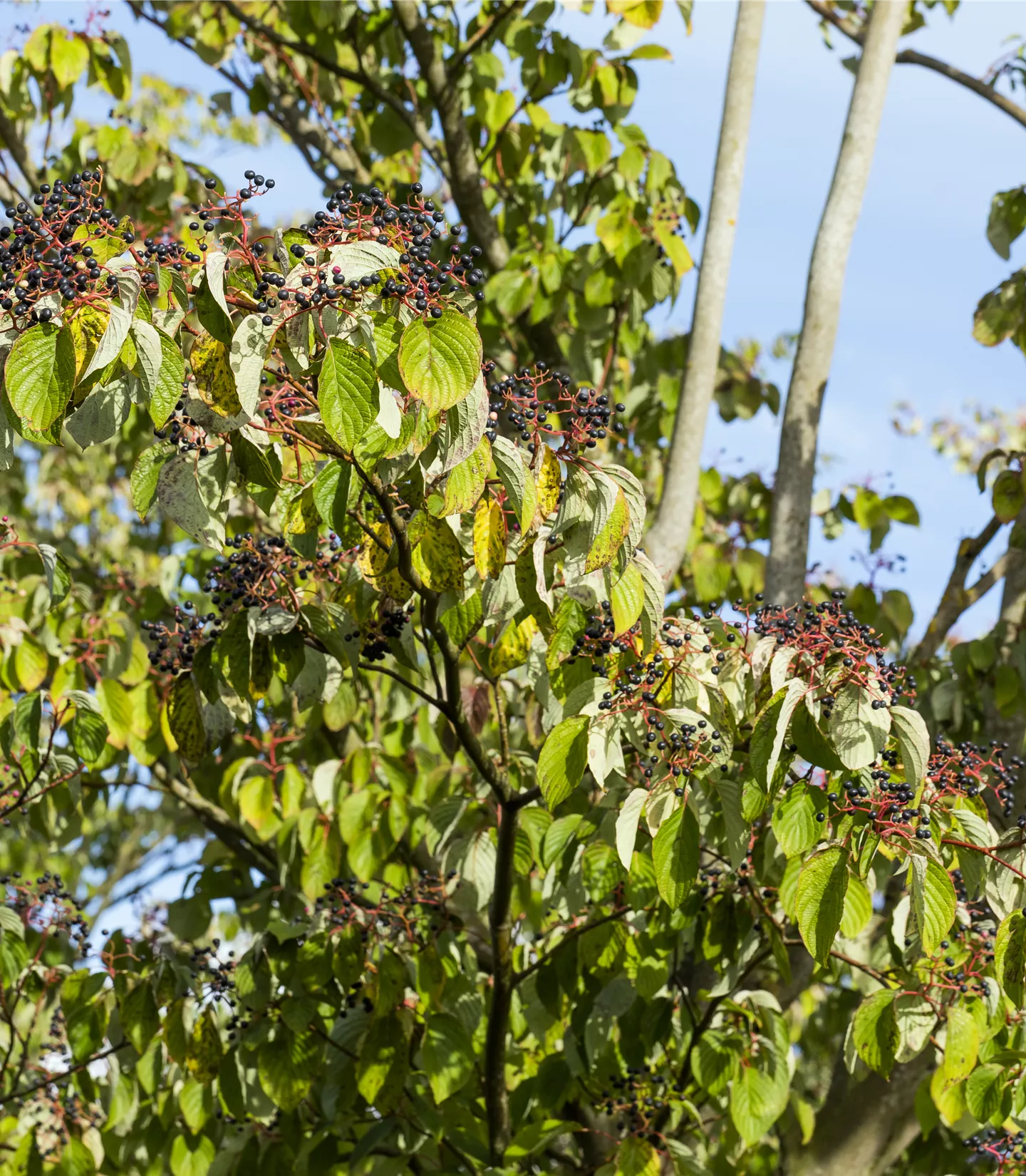 Cornus sanguinea - Collection