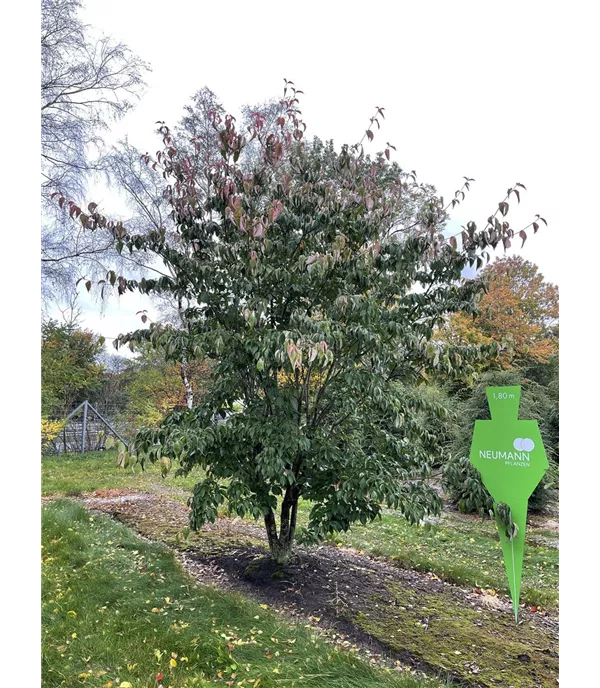 Cornus 'Stellar Pink' -R- - Collection