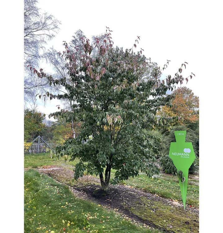 Jap.Blumen-Hartriegel 'Stellar Pink' -R- - Cornus 'Stellar Pink' -R- - Collection