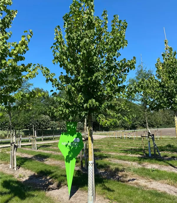 Corylus colurna - Collection