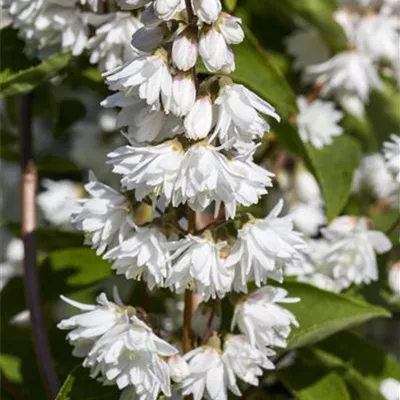 Sol 3xv mB 80- 100 - Hoher Sternchenstrauch - Deutzia magnifica - Collection