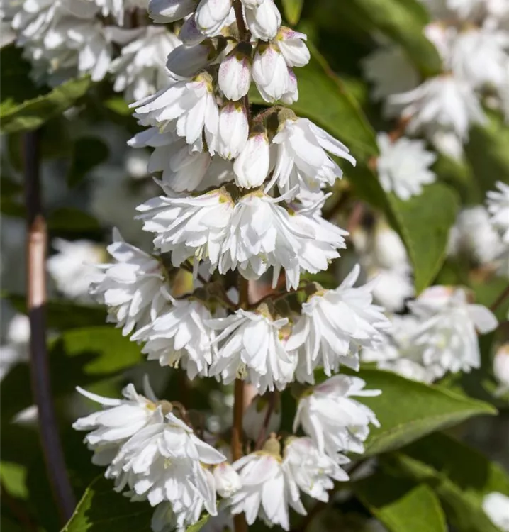 Hoher Sternchenstrauch - Deutzia magnifica - Collection
