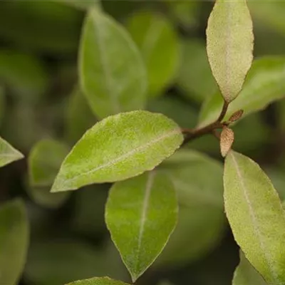 Solitär VP24-8011 2521 - Wintergrüne Ölweide - Elaeagnus x ebbingei - Collection