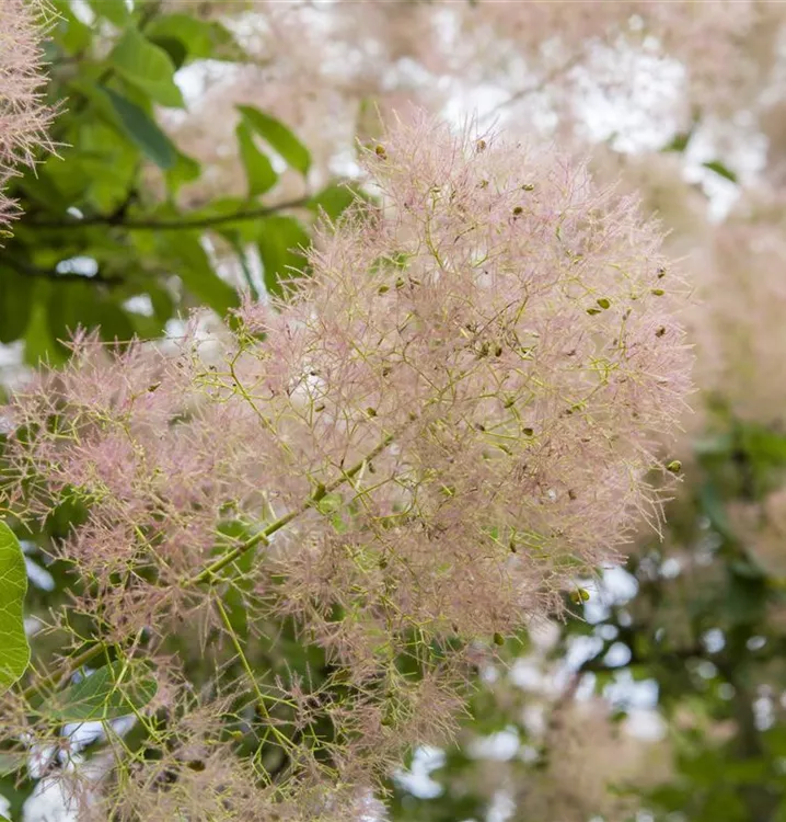 Perückenstrauch - Cotinus coggygria 'Young Lady'