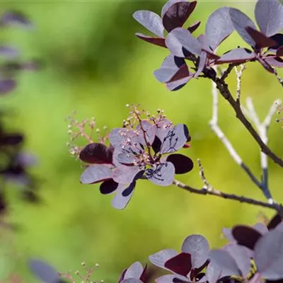 Container 70 - 80 - Perückenstrauch - Cotinus coggygria 'Royal Purple'