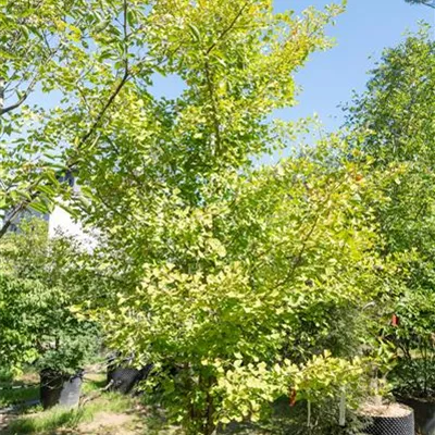 MB 350-375 314.276 WA 1480 - Fächerblattbaum - Ginkgo biloba - Collection