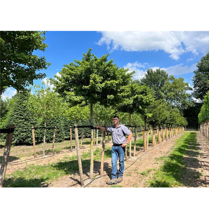Fächerblattbaum 'Mariken' - Ginkgo biloba 'Mariken' - Collection