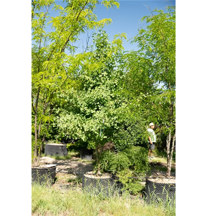 Fächerblattbaum 'Princeton Sentry' - Ginkgo biloba 'Princeton Sentry' - Collection