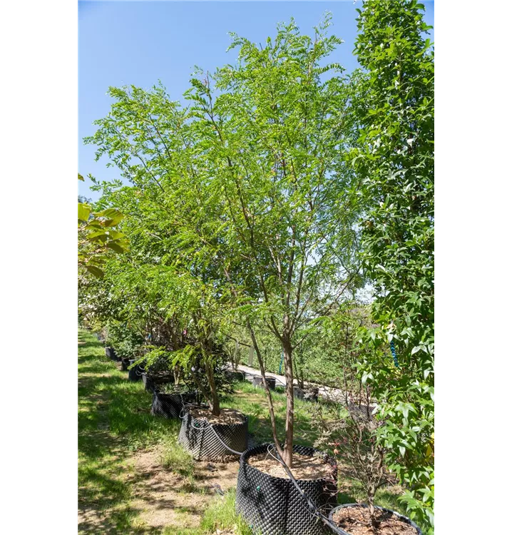 Lederhülsenbaum 'Skyline' - Gleditsia triacanthos 'Skyline' - Collection