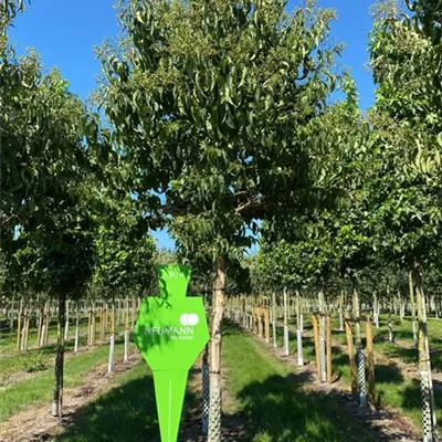 Sol Baum 4xv mDb 100-150 x 400-500 25- 30 - Heptacodium - Heptacodium miconioides - Collection