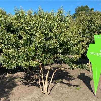 Schirm 5xv mDb 150-200 x 200- 250 - Heptacodium - Heptacodium miconioides - Collection