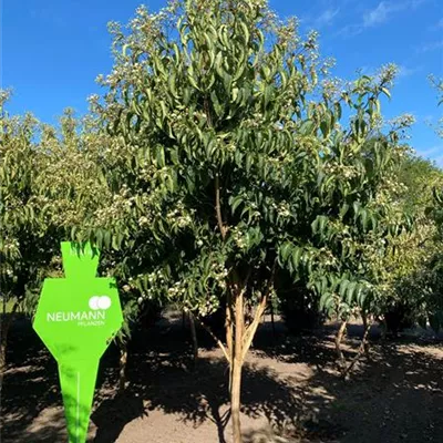 Schirm 6xv mDb 200-300 x 300- 350 - Heptacodium - Heptacodium miconioides - Collection