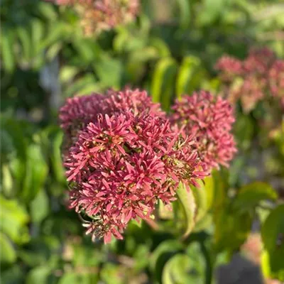 Sol 3xv mDb 100- 125 - Heptacodium - Heptacodium miconioides - Collection