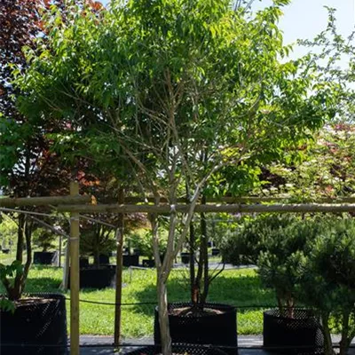 Schirmform 300-350, Nr. 21/28C, 2400 reserviert - Heptacodium - Heptacodium miconioides - Collection