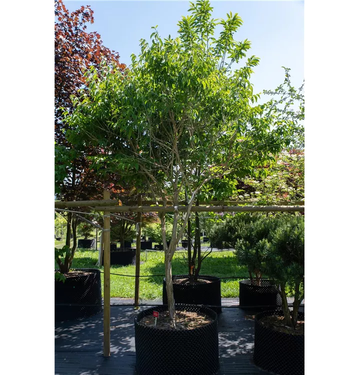 Heptacodium - Heptacodium miconioides - Collection