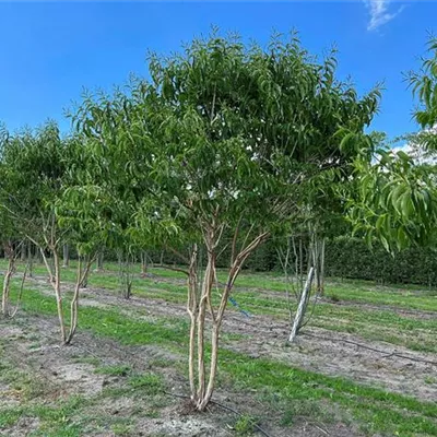 Schirmform 150 - 200 x 300 - 350, Nr. 22.52A 2200 verkauft - Heptacodium - Heptacodium miconioides - Collection