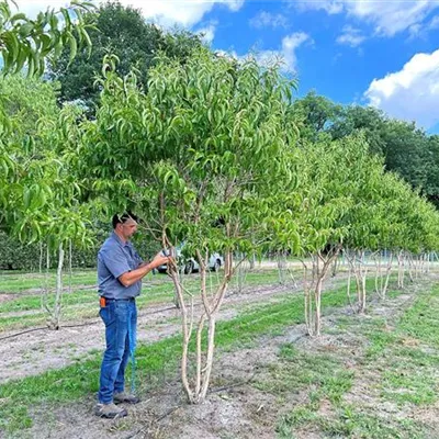 Schirmform 150 - 200 x 300 - 350, Nr. 56A 2200 - Heptacodium - Heptacodium miconioides - Collection