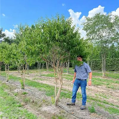 Schirmform 150 - 200 x 250 - 300, - Heptacodium - Heptacodium miconioides - Collection