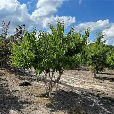 Schirmform 100 - 150 x 200 - 250, - Heptacodium - Heptacodium miconioides - Collection