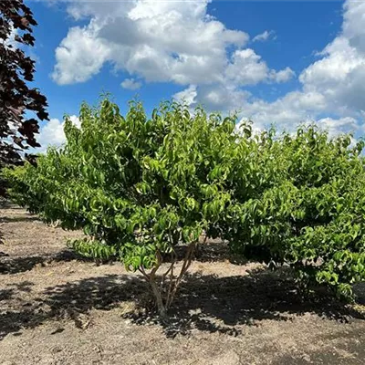 Schirmform 150 - 200 x 200 - 250, Nr. 30B 1450 - Heptacodium - Heptacodium miconioides - Collection