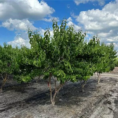 Schirmform 150 - 200 x 200 - 250, Nr. 22.38B, 1400 - Heptacodium - Heptacodium miconioides - Collection