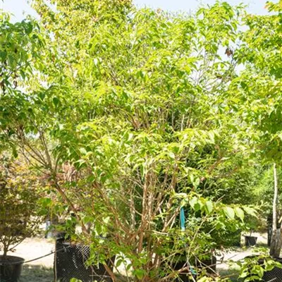 MB 250-275 309.64 WA 750 - Heptacodium - Heptacodium miconioides - Collection