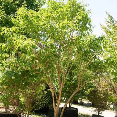 Schirmform - Heptacodium - Heptacodium miconioides - Collection