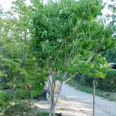 MB 300-350 310.95 Nr 28 WA - Heptacodium - Heptacodium miconioides - Collection
