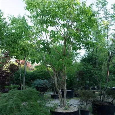 Schirmform 350-400 310.99 WA - Heptacodium - Heptacodium miconioides - Collection
