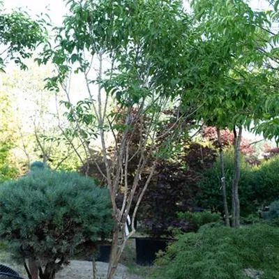 Schirmform 250-300 310.100 WA - Heptacodium - Heptacodium miconioides - Collection