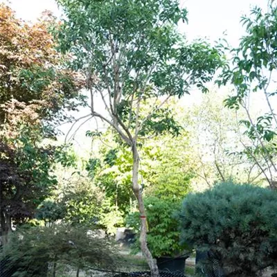 MB 300-350 310.102 WA - Heptacodium - Heptacodium miconioides - Collection