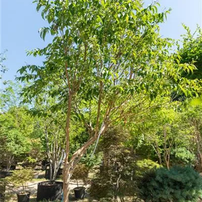 Schirmform 300-325 310.121 WA 1995 - Heptacodium - Heptacodium miconioides - Collection