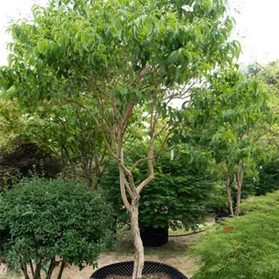 Schirmform - Heptacodium - Heptacodium miconioides - Collection