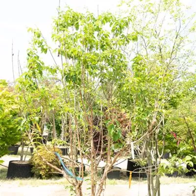 Schirmform - Heptacodium - Heptacodium miconioides - Collection