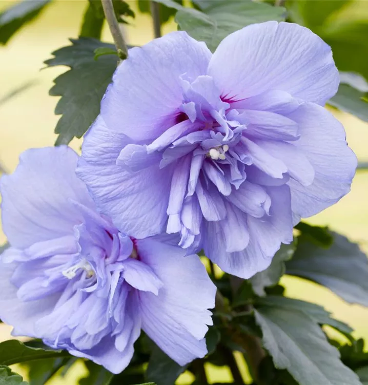 Echter Roseneibisch 'Blue Chiffon' -R- - Hibiscus syriacus 'Blue Chiffon' -R- - Collection