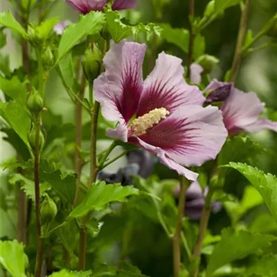 Sol 4xv mDb 250- 300 - Garteneibisch 'Russian Violet' - Hibiscus syriacus 'Russian Violet' - Collection
