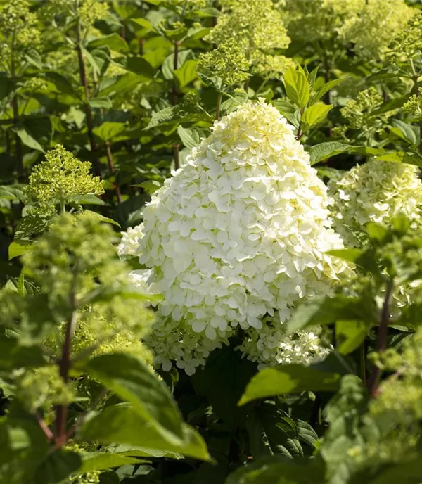 Hydrangea panic. 'Grandiflora' - Collection