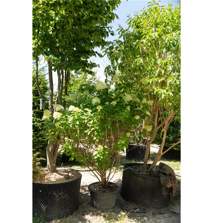 Rispenhortensie 'Limelight' -S- Premiumgehölz - Hydrangea panic. 'Limelight' -S- - Collection