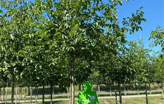Juglans regia - Collection