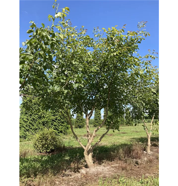Echte Walnuss - Juglans regia - Collection