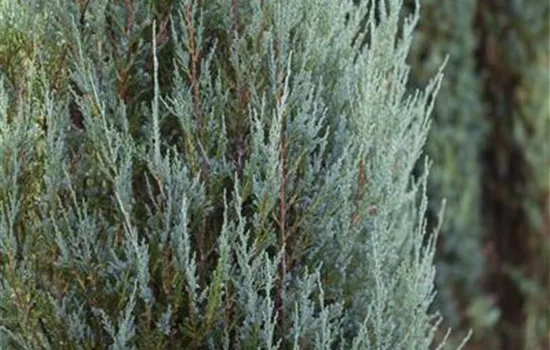 Juniperus scopulorum 'Skyrocket' - Collection