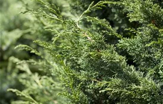 Juniperus virginiana 'Canaertii' - Collection