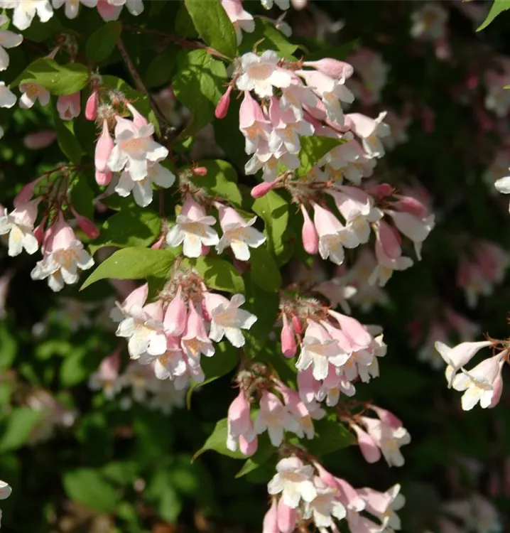 Perlmuttstrauch 'Pink Cloud' - Kolkwitzia amabilis 'Pink Cloud' - Collection