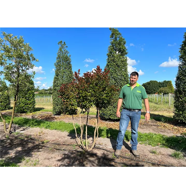 Chinesische Kräuselmyrte 'Dynamite' - Lagerstroemia indica 'Dynamite' -R- - Collection
