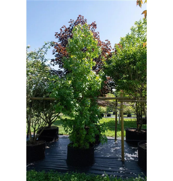 Amerikanischer Amberbaum - Liquidambar styraciflua - Collection
