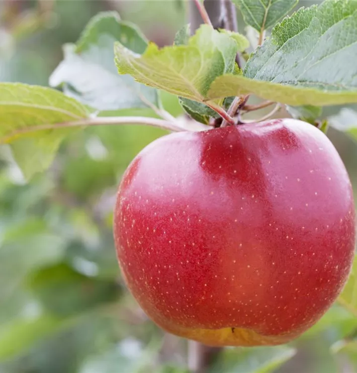 Apfel 'Reanda' -S- mittel - Malus 'Reanda' -S- CAC - Collection