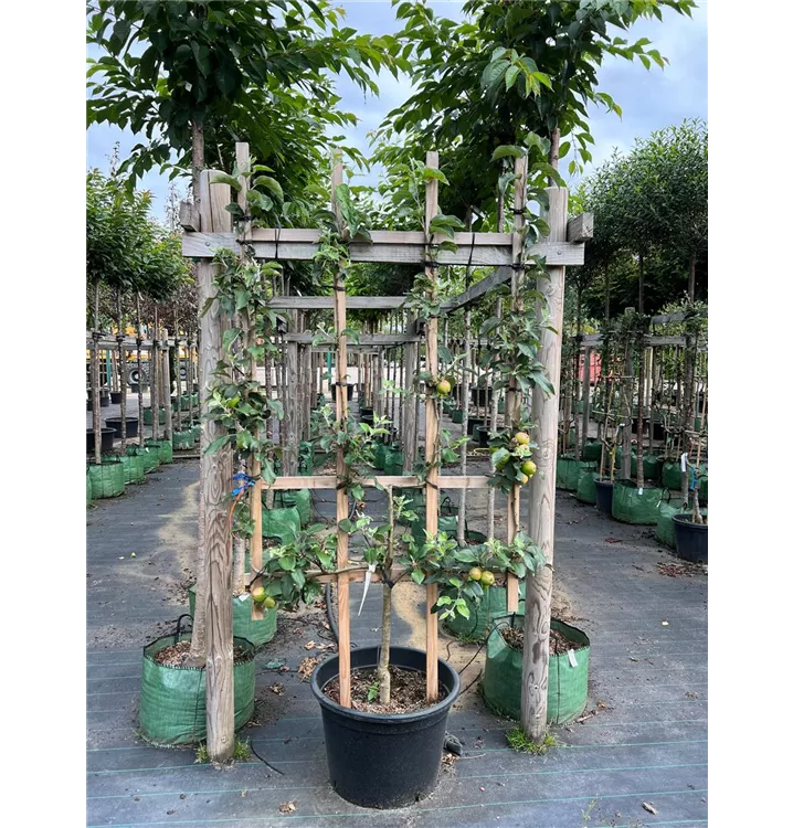 Apfel - Malus 'Calville Rouge' - Collection